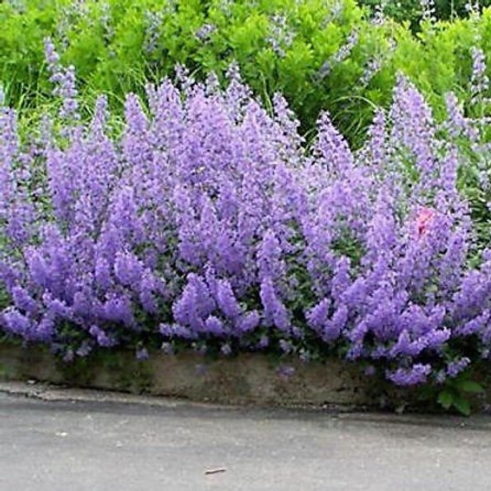 Котовник six hills giant