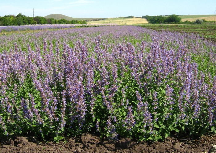 Котовник растение