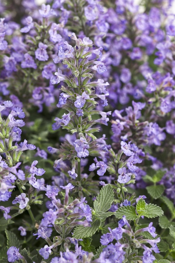 Котовник фассена nepeta faassenii