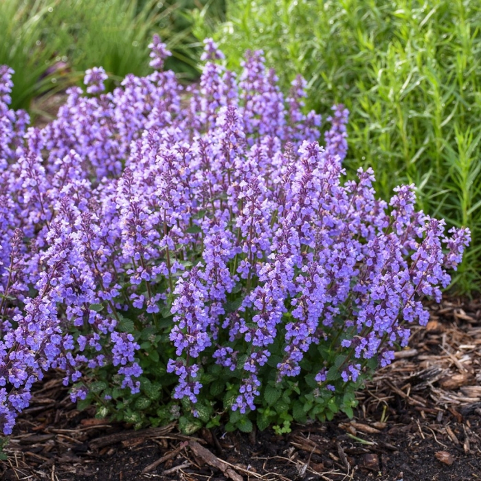 Nepeta faassenii