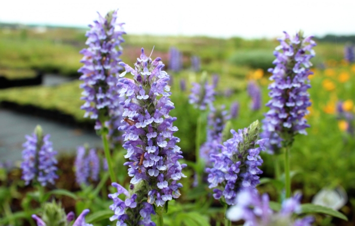 Котовник жилковатый нептун