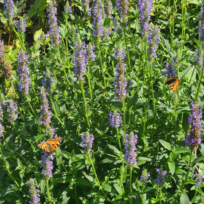 Котовник жилковатый (nepeta nervosa)
