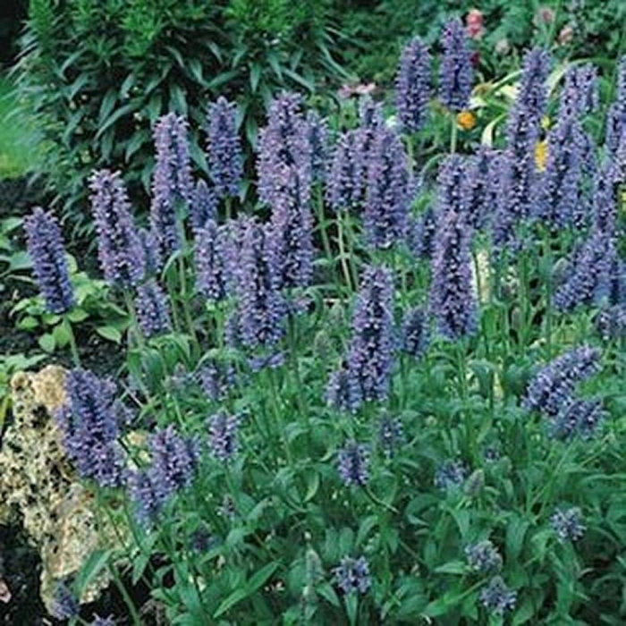 Agastache blue fortune