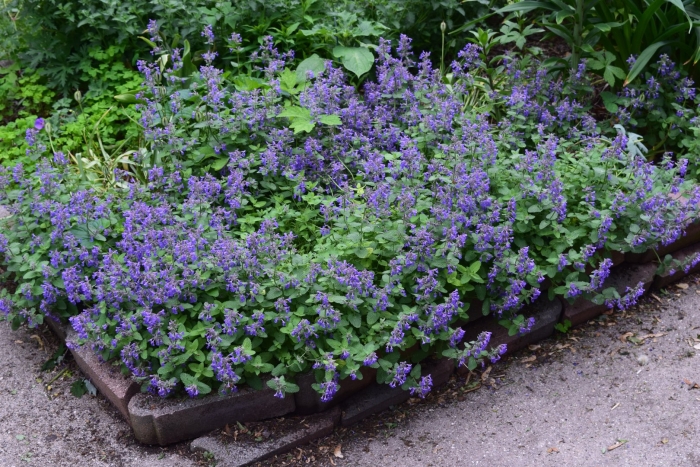 Котовник фассена голубой