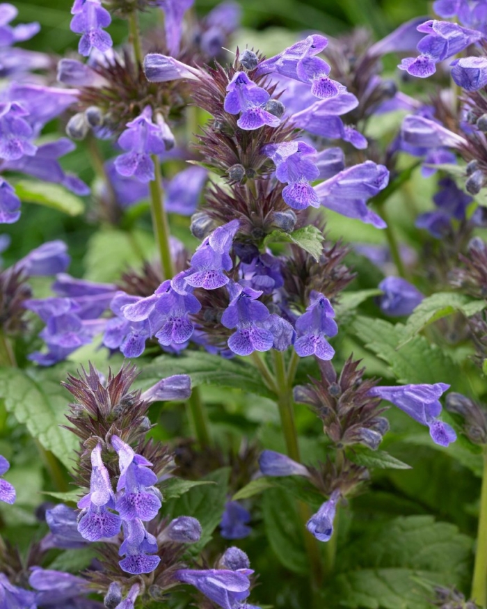 Котовник (nepeta) neptune
