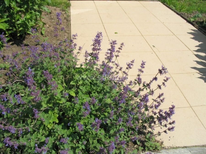 Котовник кистевидный nepeta racemosa