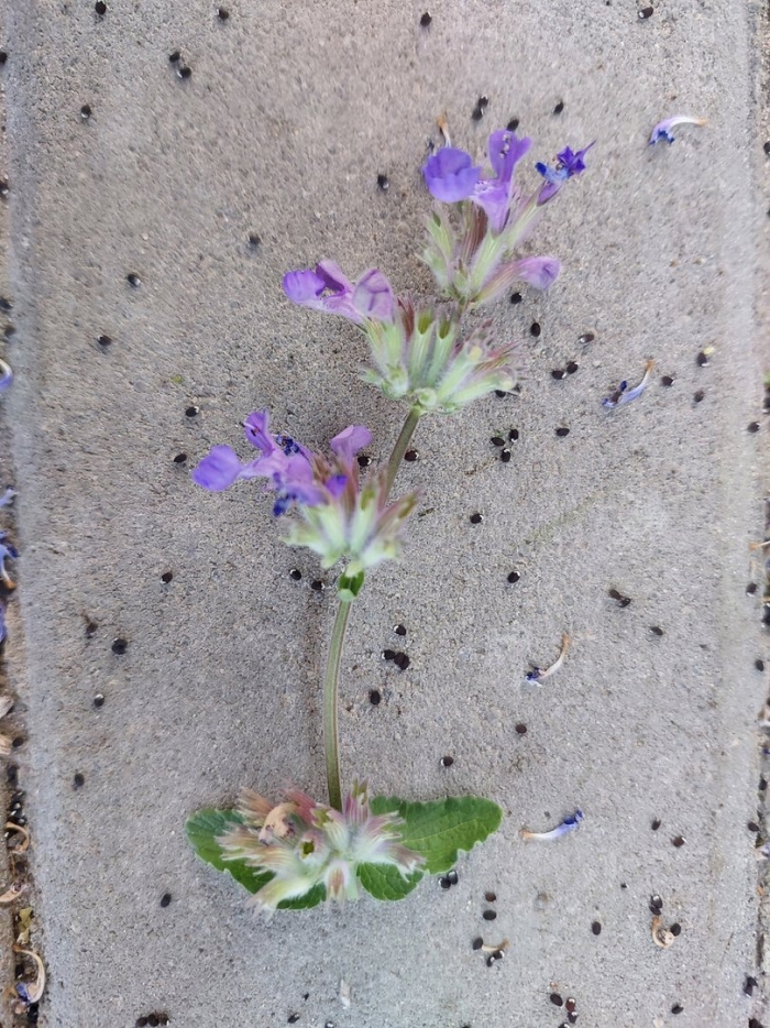 Nepeta racemosa