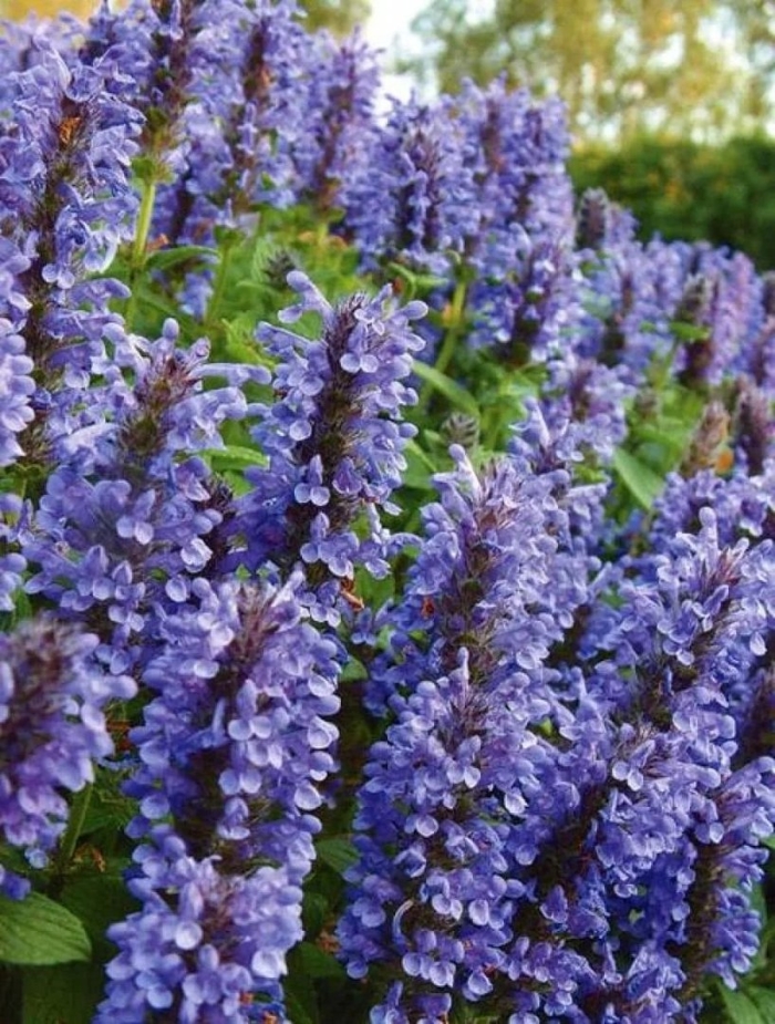 Шалфей дубравный  нью деменшн блю