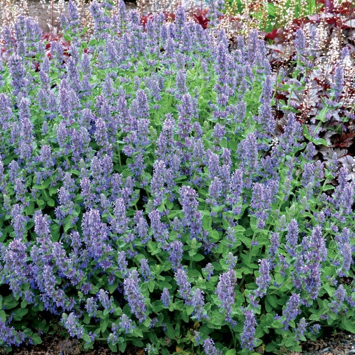 Котовник фассена nepeta