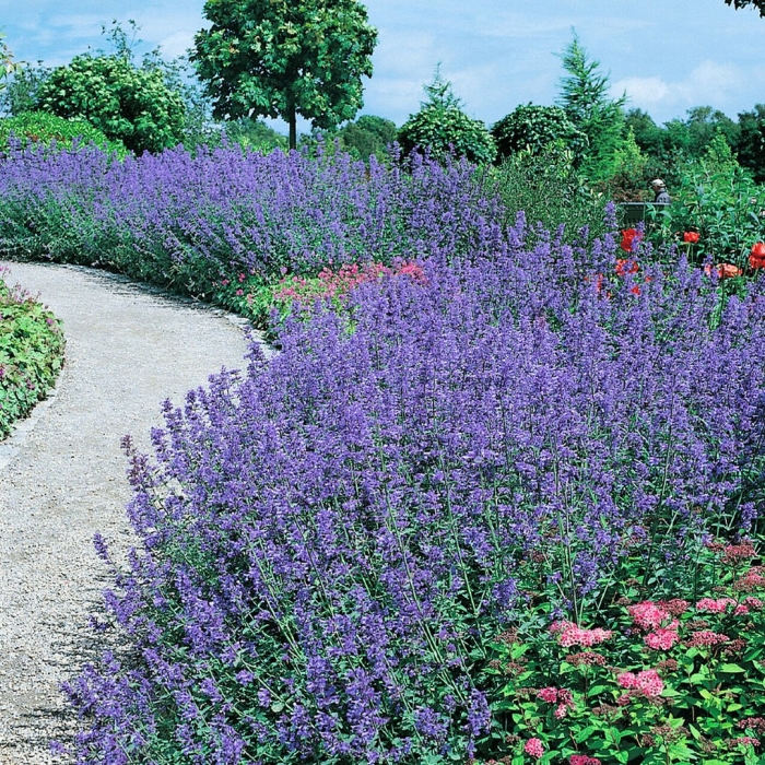 Котовник фассена альба