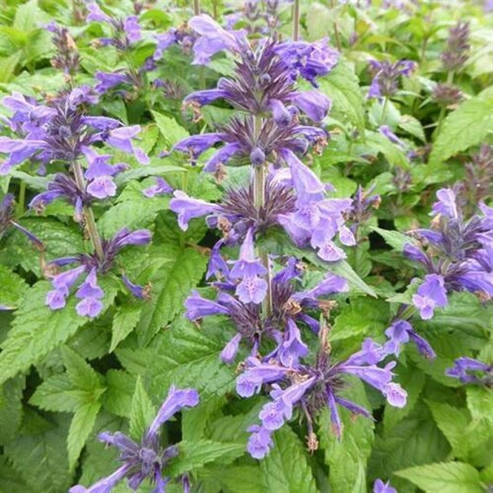 Котовник жилковатый нептун