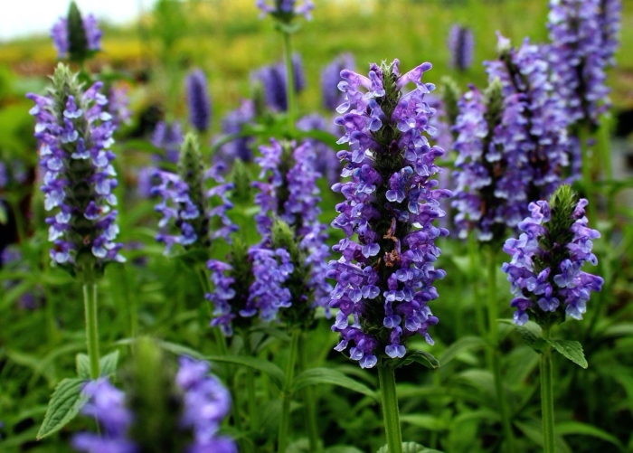 Котовник блю мун