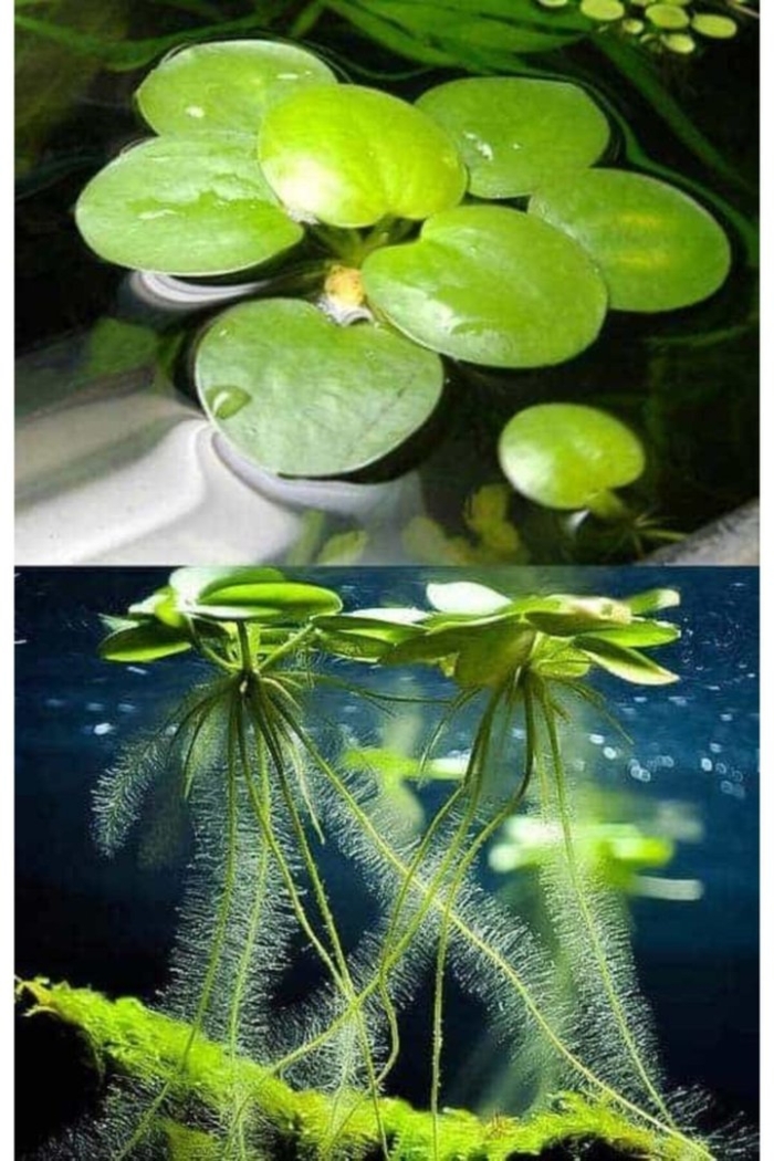 Лимнобиум лаевигатум амазон