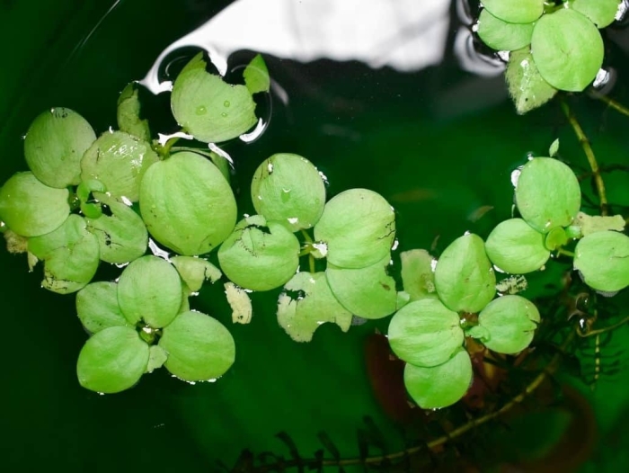 Плавающие растения