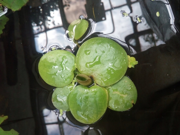 Лимнобиум лаевигатум амазон