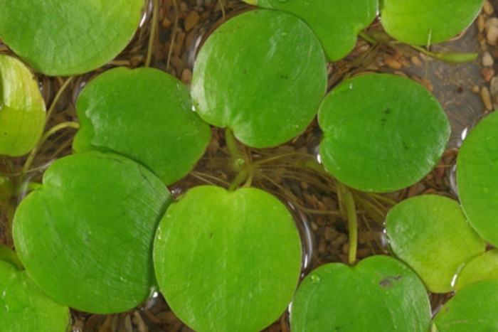 Hydrocharis morsus ranae