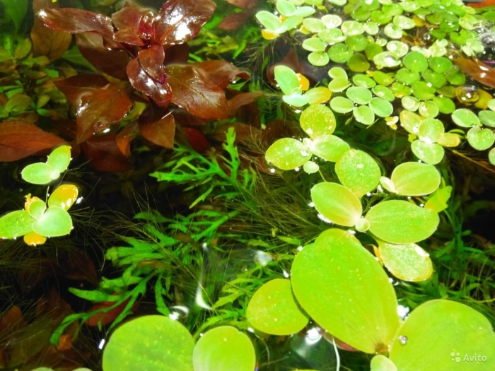 Аквариумное растение