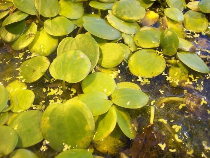 Водокрас лягушачий (hydrocharis morsus-ranae)