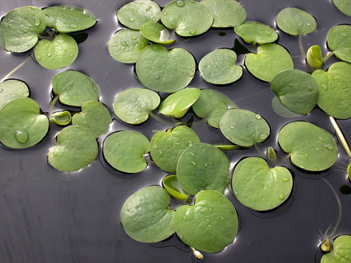 Hydrocharis morsus ranae