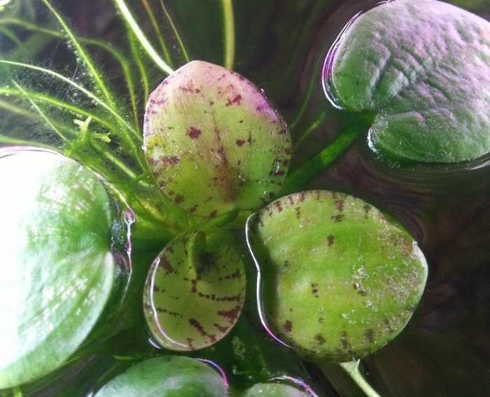 Ряска многокорневая