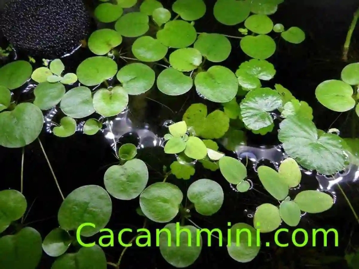 Ряска малая lemna minor