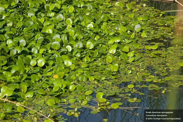 Трава ряска болотная