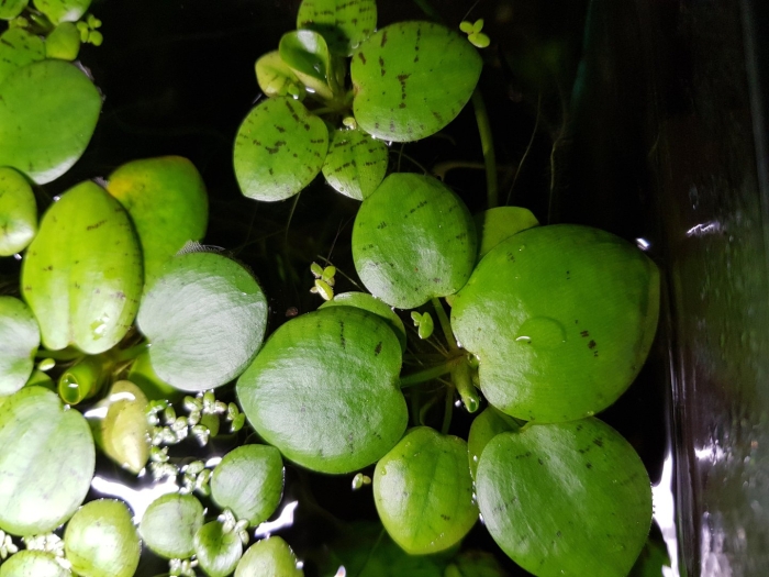 Лимнобиум для аквариума