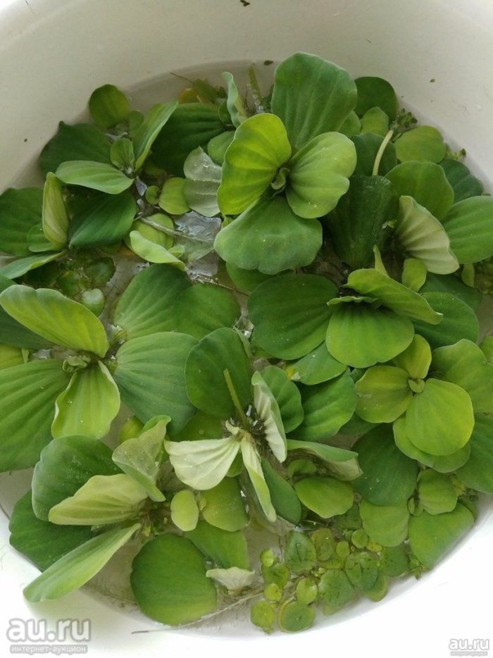 Пистия аквариумное растение