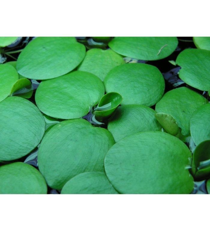 Лимнобиум побегоносный