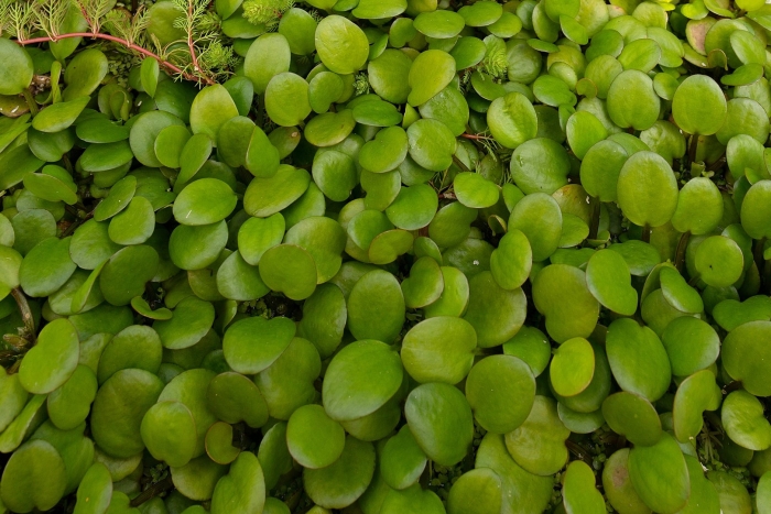 Limnobium laevigatum