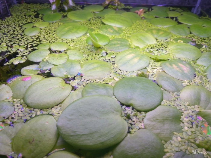 Сальвиния аквариумное растение