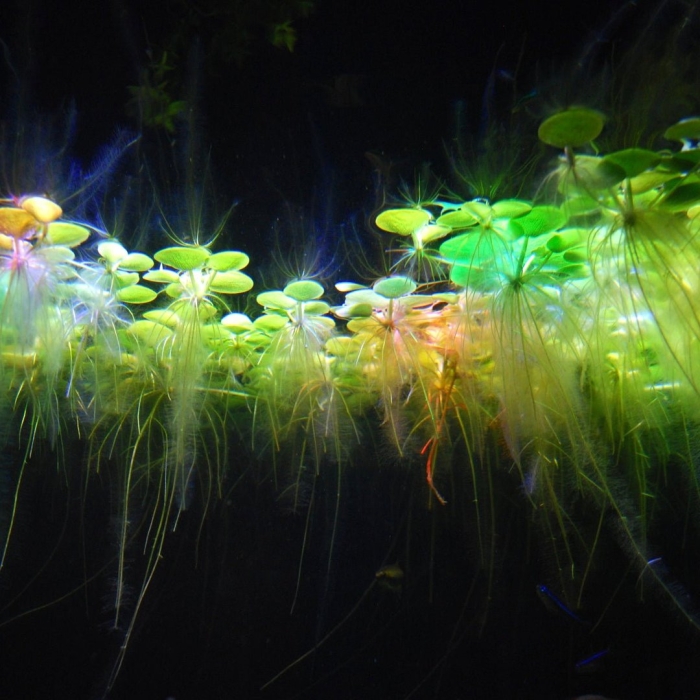 Эйхорния аквариумное растение