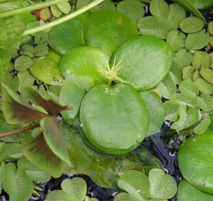 Пистия аквариумное