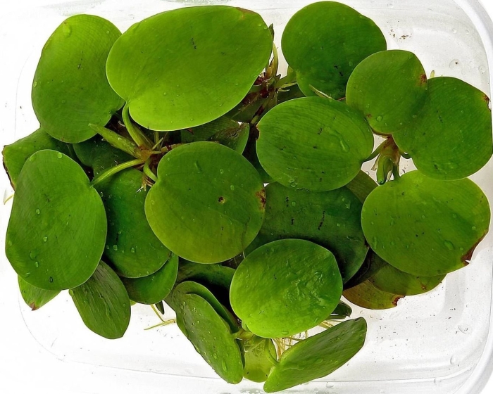 Лимнобиум побегоносный