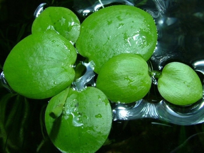 Limnobium laevigatum