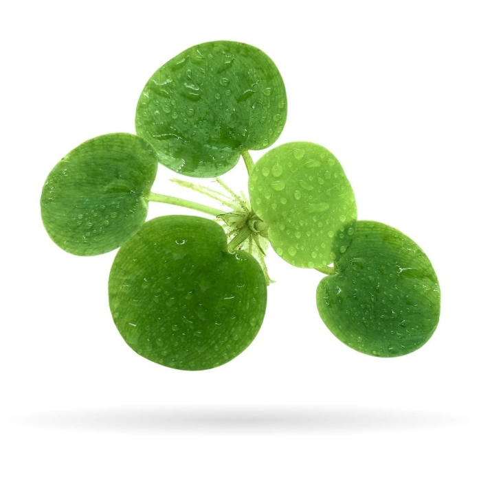 Щитолистник гидрокотила белоголовая