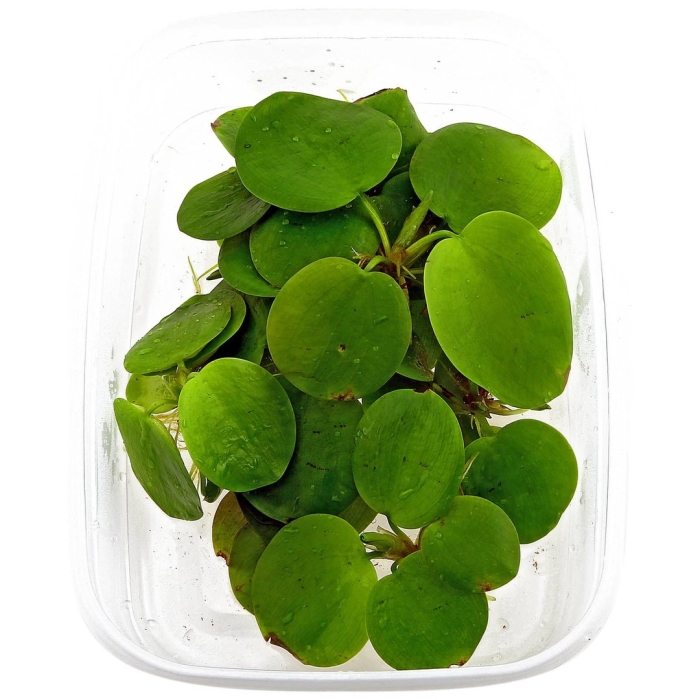 Лимнобиум лаевигатум