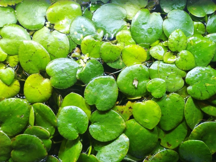 Лимнобиум пистия