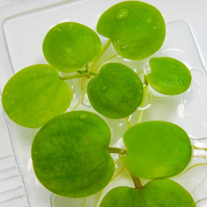 Лимнобиум лаевигатум амазон