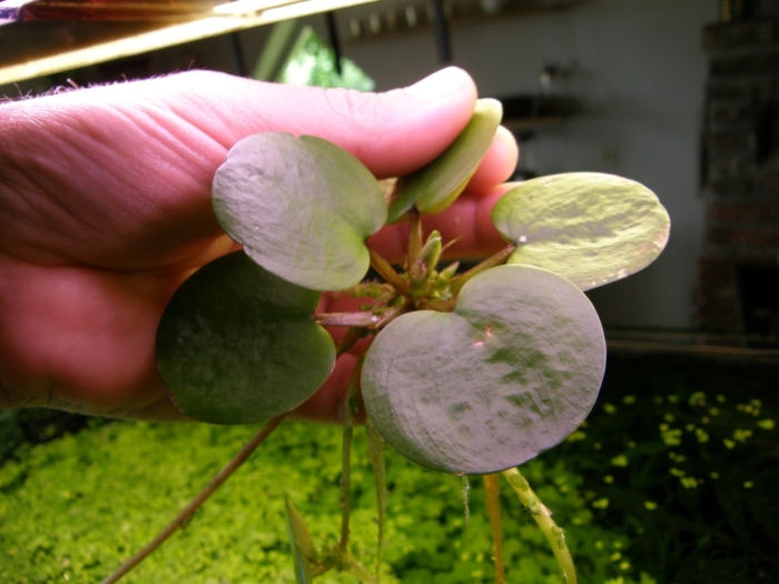 Водокрас лягушачий