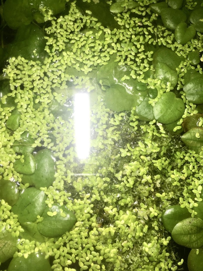 Ряска аквариумное растение
