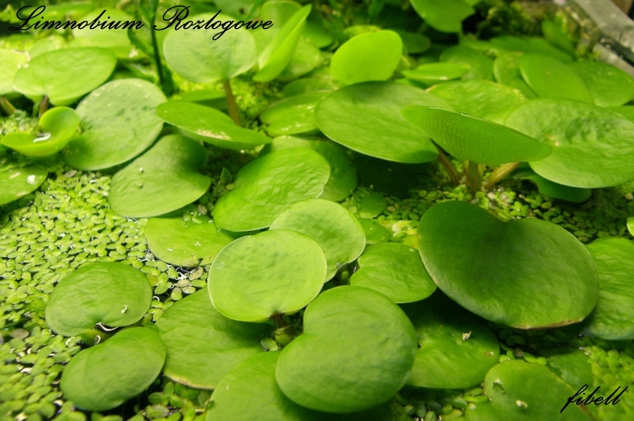 Водоросли лимнобиум