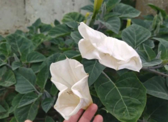 Датура медея белый дурман