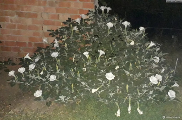 Растение дурман