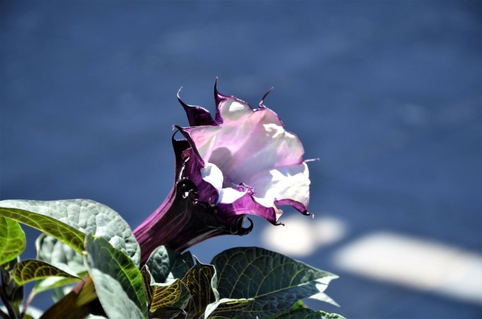 Цветок дурман