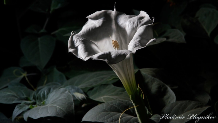 Датура дурман белый