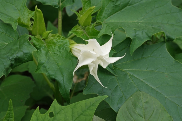 Datura stramonium