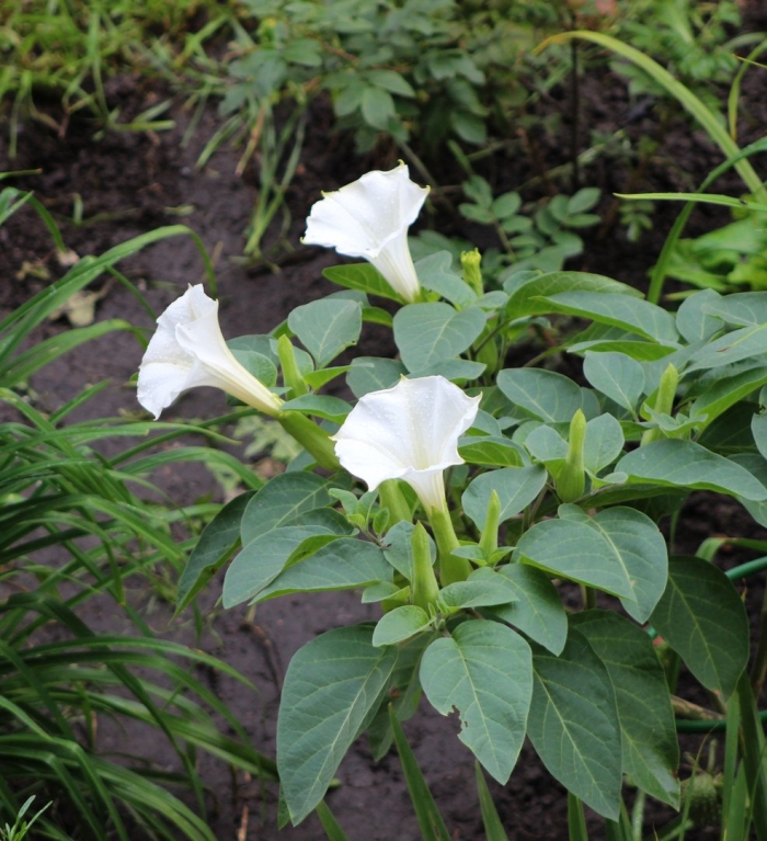 Датура медея белый дурман