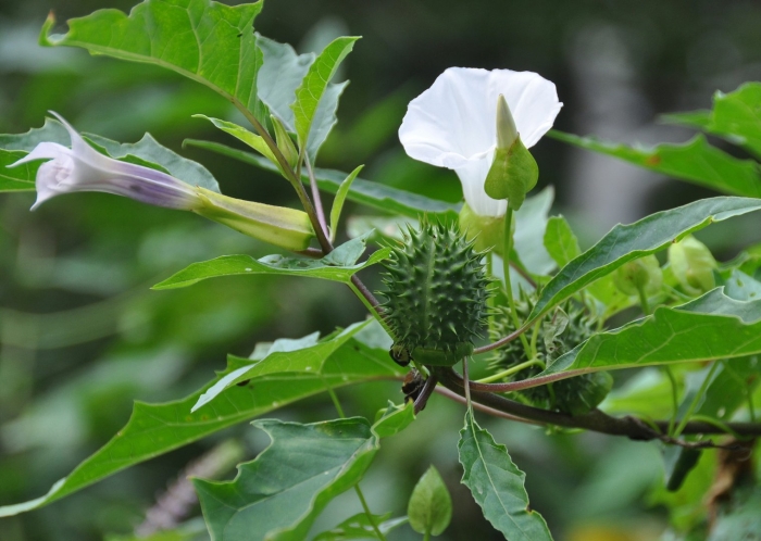 Дурман обыкновенный цветок