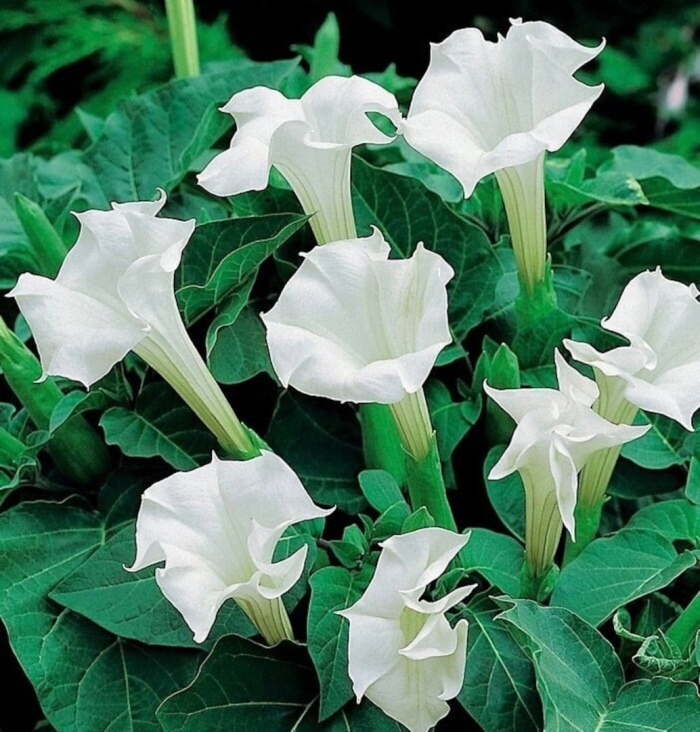 Дурман растение